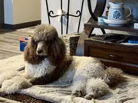Brown male , a male Poodle - Standard  for sale in Wentworth, SD – 2 of 4