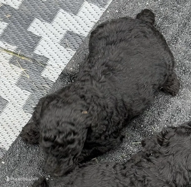 Blue boy  – Poodle - Standard  puppy for sale in Wentworth, SD