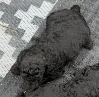 Blue boy , a male Poodle - Standard  for sale in Wentworth, SD – 1 of 2