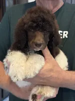 Tuxedo  girl , a female Poodle - Standard  for sale in Wentworth, SD – 3 of 7