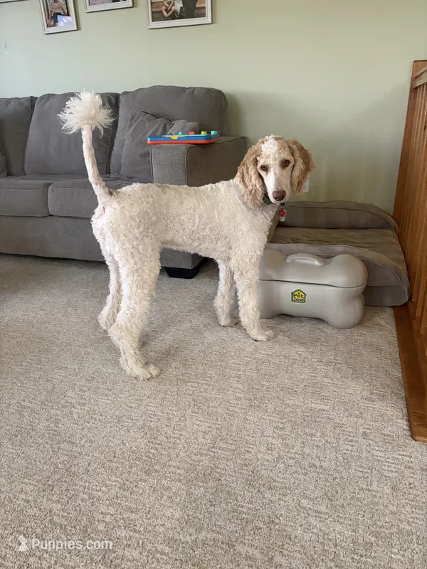 Pascal, a male Poodle - Multi-Colored Standard for sale in Montrose, SD – 1 of 1