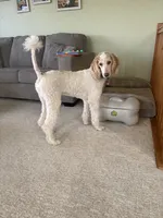 Pascal, a male Poodle - Multi-Colored Standard for sale in Montrose, SD – 1 of 1