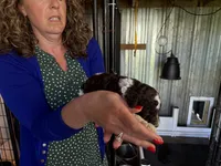 Zoro- Parti boy , a male Poodle - Standard  for sale in Wentworth, SD – 1 of 6