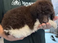 Tuxedo  girl , a female Poodle - Standard  for sale in Wentworth, SD – 2 of 7