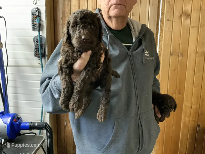 Girl #2  – Poodle - Standard  puppy for sale in Wentworth, SD