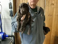Girl #2 , a female Poodle - Standard  for sale in Wentworth, SD – 1 of 1
