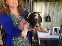 Zoro- Parti boy , a male Poodle - Standard  for sale in Wentworth, SD – 2 of 6