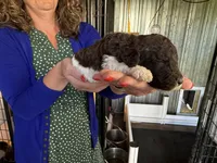 Tuxedo  girl , a female Poodle - Standard  for sale in Wentworth, SD – 4 of 7