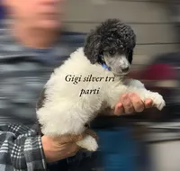 Gigi tri boy, a female Poodle - Standard  for sale in Montrose, SD – Photo 2 of 3