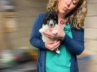 Gigi tri boy, a female Poodle - Standard  for sale in Montrose, SD – Photo 3 of 3