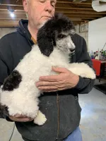 Gigi tri boy, a female Poodle - Standard  for sale in Montrose, SD – Photo 1 of 3