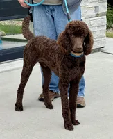 Zoro- Parti boy , a male Poodle - Standard  for sale in Wentworth, SD – 6 of 6