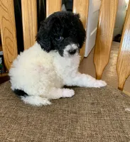 Gigi tri parti boy, a male Poodle - Standard  for sale in Montrose, SD – Photo 2 of 3