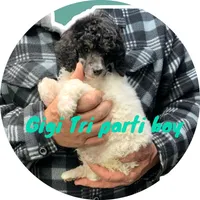 Gigi tri parti boy, a male Poodle - Standard  for sale in Montrose, SD – Photo 1 of 3
