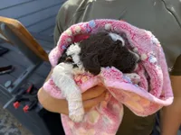 Zoro- Parti boy , a male Poodle - Standard  for sale in Wentworth, SD – 3 of 6
