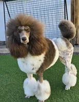 Brown male , a male Poodle - Standard  for sale in Wentworth, SD – 3 of 4