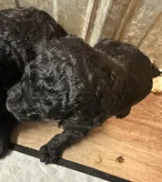 Blue boy , a male Poodle - Standard  for sale in Wentworth, SD – 2 of 2