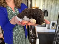 Tuxedo  girl , a female Poodle - Standard  for sale in Wentworth, SD – 6 of 7