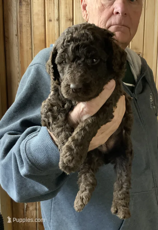 Girl #3 – Poodle - Standard  puppy for sale in Wentworth, SD