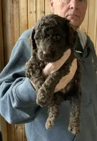 Girl #3, a female Poodle - Standard  for sale in Wentworth, SD – 1 of 1