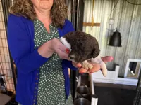Tuxedo  girl , a female Poodle - Standard  for sale in Wentworth, SD – 5 of 7