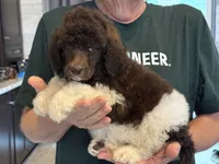 Tuxedo  girl , a female Poodle - Standard  for sale in Wentworth, SD – 7 of 7