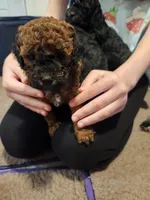 Red Sparkles, a female Poodle - Toy  for sale in Navasota, TX – Photo 7 of 8