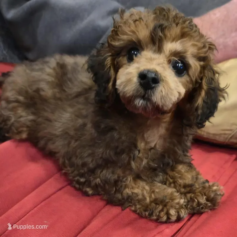 Red Sparkles – Poodle - Toy  puppy for sale in Navasota, TX
