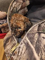 Red Sparkles, a female Poodle - Toy  for sale in Navasota, TX – Photo 6 of 8