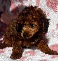 Red Sparkles, a female Poodle - Toy  for sale in Navasota, TX – Photo 3 of 8