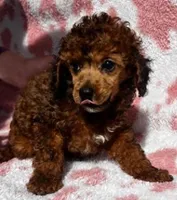 Red Sparkles, a female Poodle - Toy  for sale in Navasota, TX – Photo 4 of 8