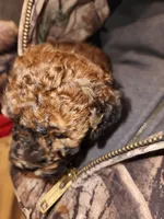 Red Sparkles, a female Poodle - Toy  for sale in Navasota, TX – Photo 8 of 8