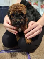 Red Sparkles, a female Poodle - Toy  for sale in Navasota, TX – Photo 5 of 8