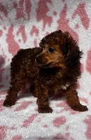 Red Sparkles, a female Poodle - Toy  for sale in Navasota, TX – Photo 2 of 8
