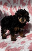 Rotty Totty, a female Poodle - Toy  for sale in Navasota, TX – Photo 3 of 3