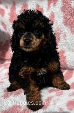 Rotty Totty – Poodle - Toy  puppy for sale in Navasota, TX