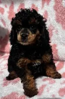 Rotty Totty, a female Poodle - Toy  for sale in Navasota, TX – Photo 1 of 3