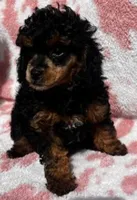 Rotty Totty, a female Poodle - Toy  for sale in Navasota, TX – Photo 2 of 3