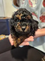 Rotty Totty, a female Poodle - Toy  for sale in Navasota, TX – Photo 4 of 7