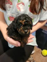 Rotty Totty, a female Poodle - Toy  for sale in Navasota, TX – Photo 5 of 7