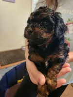 Rotty Totty, a female Poodle - Toy  for sale in Navasota, TX – Photo 6 of 7