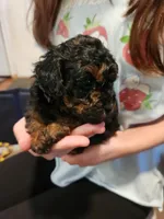 Rotty Totty, a female Poodle - Toy  for sale in Navasota, TX – Photo 7 of 7