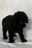 Chill Pill, a male Poodle - Toy  for sale in Navasota, TX – Photo 2 of 8