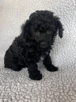 Chill Pill, a male Poodle - Toy  for sale in Navasota, TX – Photo 1 of 8