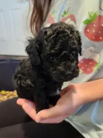 Chill Pill, a male Poodle - Toy  for sale in Navasota, TX – Photo 5 of 8