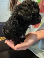 Chill Pill, a male Poodle - Toy  for sale in Navasota, TX – Photo 6 of 8