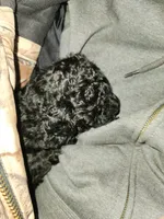 Chill Pill, a male Poodle - Toy  for sale in Navasota, TX – Photo 8 of 8