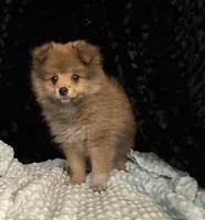 Muffy, a female Pomeranian for sale in Greenville, GA – 5 of 5