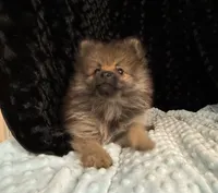 Maggi, a female Pomeranian for sale in Greenville, GA – 2 of 5