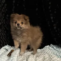 Muffy, a female Pomeranian for sale in Greenville, GA – 3 of 5